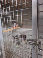 Roze bourkes- roodruggen, Meerdere dieren, Parkiet, Geringd