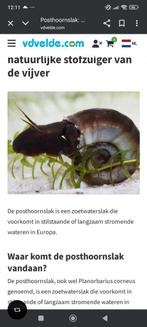 Posthoorn slakken gratis in vijver