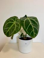 Mooie kamerplant Anthurium, Huis en Inrichting, Kamerplanten, Ophalen