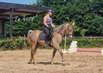 Prachtige 3-jarige bereden Arabier, ruin, grote maat, Dieren en Toebehoren, Paarden, Minder dan 160 cm, Gechipt, Ruin, Zadelmak