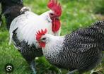 Jongen brakel, Dieren en Toebehoren, Pluimvee
