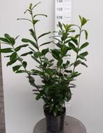 Laurier, Prunus laur. 'Novita'., Haag, Laurier, Ophalen, 100 tot 250 cm