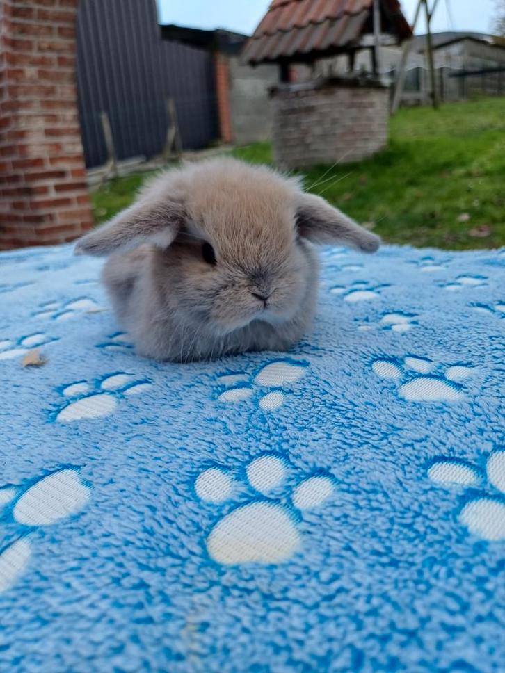 Bélier Minilop, Animaux & Accessoires, Lapins
