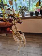 Coleus - siernetels, Tuin en Terras, Planten | Tuinplanten, Ophalen