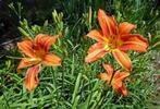 Daglelie/Hemerocalis oranje, Ophalen, Vaste plant