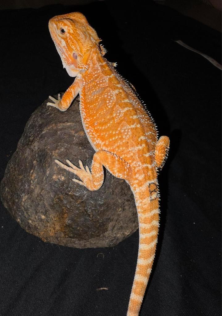 Belle femelle dragon barbu orange à barres bleues, Animaux & Accessoires, Reptiles & Amphibiens, Lézard, 0 à 2 ans, Domestique