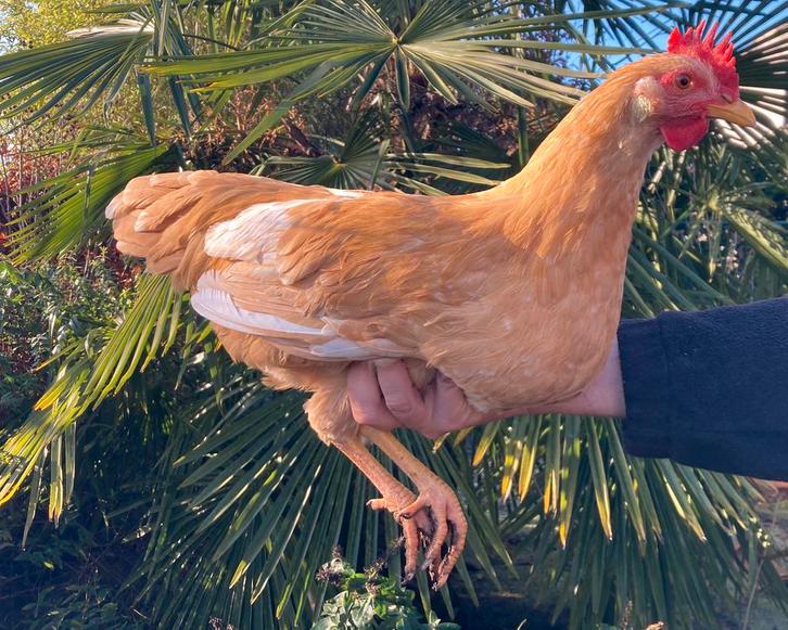 Leghorn Buff, Dieren en Toebehoren, Pluimvee