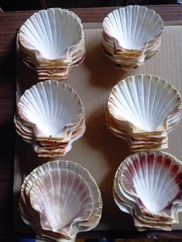 Herbruikbare coquilles  beschikbaar voor biedingen