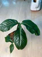 Philodendron Tripartitum, Ophalen of Verzenden