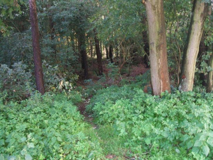 prachtig perceel bos, Immo, Gronden en Bouwgronden, 1500 m² of meer