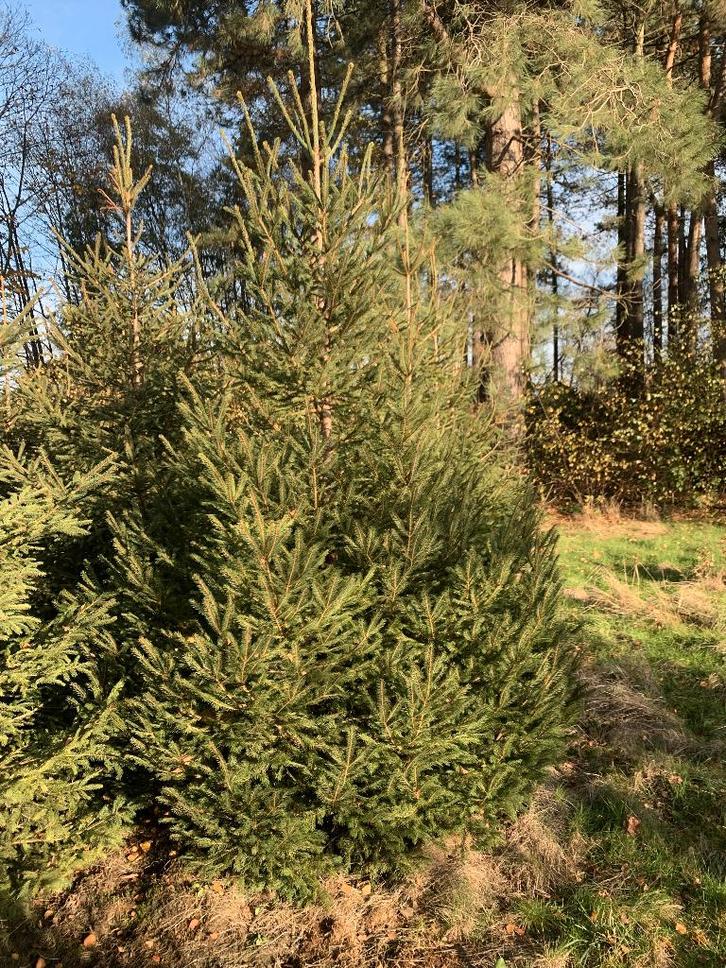 kerstbomen  3 tot 6 meter! Nu 1 + 1 gratis!, Diversen, Kerst, Ophalen