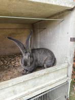 Vlamese Reus, Animaux & Accessoires, Lapins, Grand