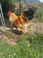 mooie Brahma haan, Dieren en Toebehoren, Mannelijk, Kip