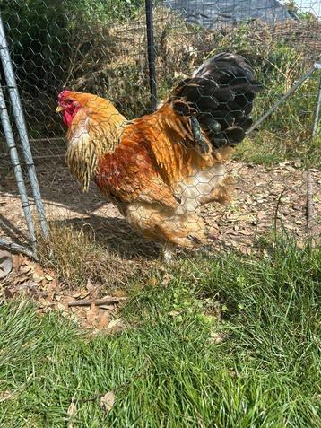 magnifique coq Brahma, Mâle, Poule ou poulet