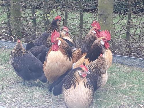 Zoek Luikse Kwartel - Bassette, Diversen, Overige Diversen, Zo goed als nieuw, Ophalen
