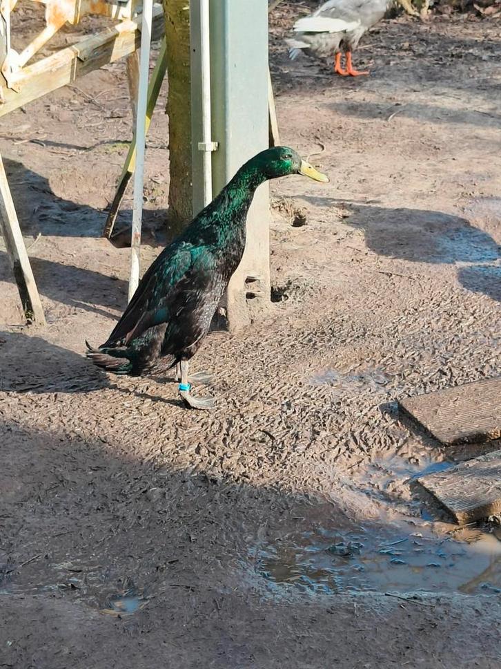 Loopeenden, Dieren en Toebehoren, Pluimvee