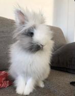 Têtes de lion de différentes couleurs.