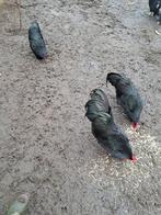 Australorp, Dieren en Toebehoren, Pluimvee