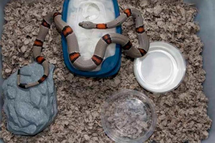 Grijsbandkoningsslang, Dieren en Toebehoren, Reptielen en Amfibieën, Slang