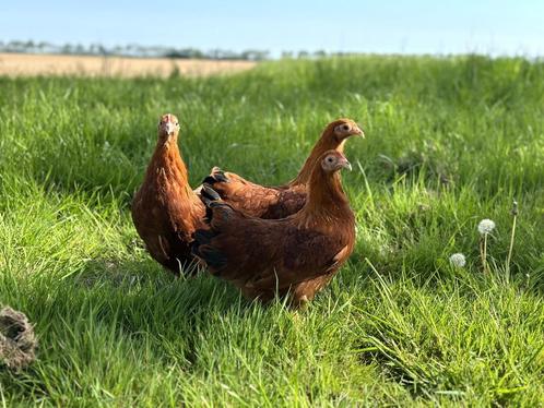 Jonge tamme New Hampshire kriel kippen hennen gesekst, Dieren en Toebehoren, Pluimvee, Kip, Vrouwelijk