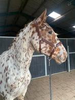 Paard met lief karakter en veel uitstraling, Dieren en Toebehoren, Paarden, Ruin, Onbeleerd