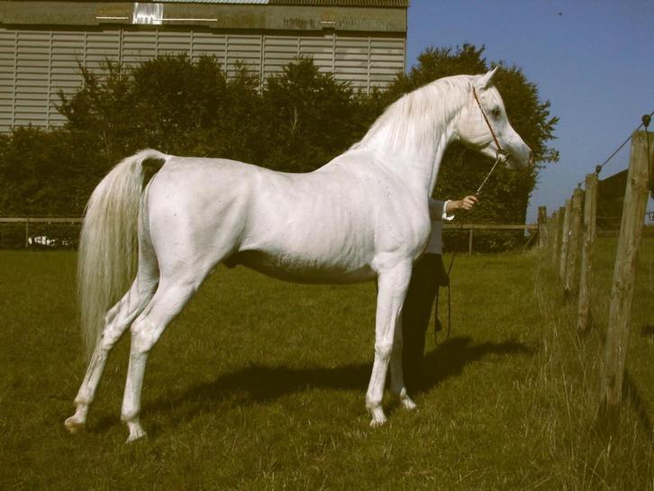 Laatste diepvriessperma van La Mirage, Dieren en Toebehoren, Paarden en Pony's | Dekhengsten en Fokmerries, Hengst