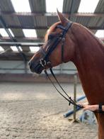 5 jarige merrie, Dieren en Toebehoren, Paarden, Merrie, Springpaard, B, Gechipt