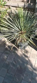 Yucca rostrata aan stuntprijzen!, Ophalen