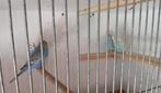 4 grasparkiet poppen, Dieren en Toebehoren, Vogels | Parkieten en Papegaaien, Parkiet