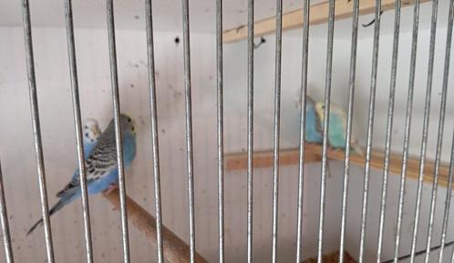 4 grasparkiet poppen, Dieren en Toebehoren, Vogels | Parkieten en Papegaaien, Parkiet