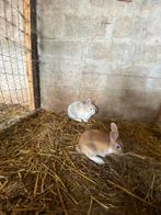Dwergkonijnen te koop, Dieren en Toebehoren, Vrouwelijk, Dwerg, Hangoor, 0 tot 2 jaar