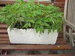 tomaten planten, Tuin en Terras, Zomer, Ophalen, Groenteplanten, Eenjarig