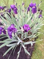 Iris, Jardin & Terrasse, Plantes | Jardin, Enlèvement