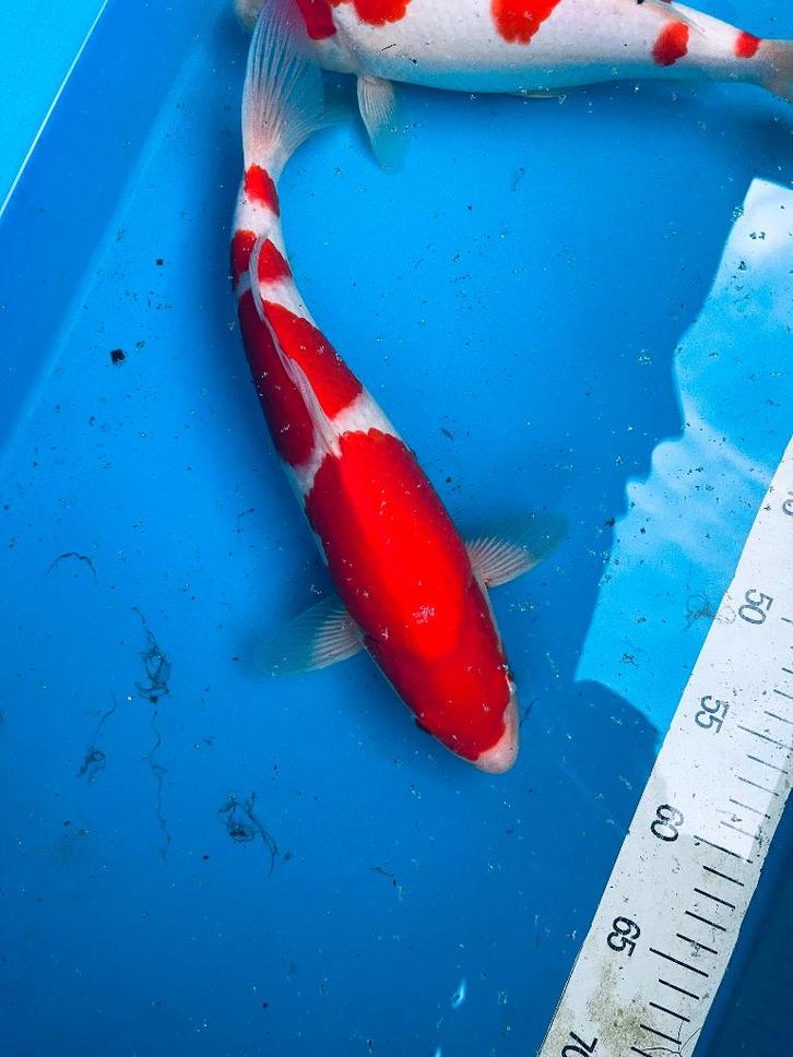 HQ Kohaku 38cm, Dieren en Toebehoren, Vissen | Vijvervissen, Karper of Koi
