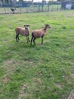 Twee jonge kameroen schapen, Dieren en Toebehoren, Vrouwelijk, Schaap, 0 tot 2 jaar