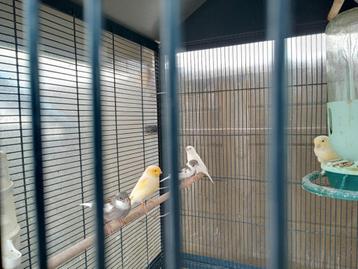 Mannen lichtgeel, grijs/wit & wit 2025  Nog enkele te kiezen beschikbaar voor biedingen