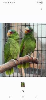 Witvoorhoofd amazone pop, Dieren en Toebehoren, Vrouwelijk, Papegaai, Geringd