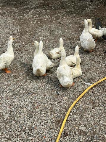 Witte peeking eend, Canard