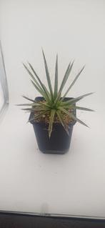 agave filifera schidigera, Huis en Inrichting, Kamerplanten, Vetplant, Ophalen of Verzenden, Minder dan 100 cm, Volle zon