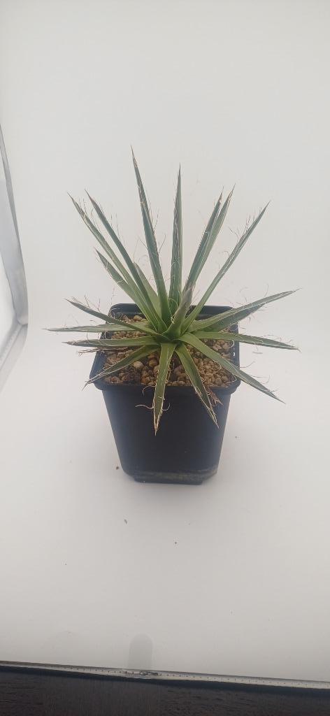 agave filifera schidigera, Huis en Inrichting, Kamerplanten, Vetplant, Minder dan 100 cm, Groene kamerplant, Volle zon, Ophalen of Verzenden