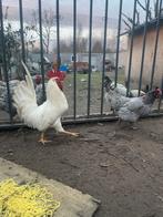 Un coq très mignon à vendre, Animaux & Accessoires, Volatiles, Mâle, Poule ou poulet