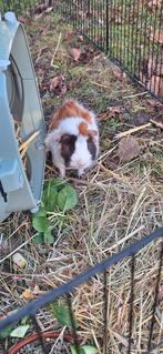 Nog 1 cavia ( beertje) ter beschikking, Dieren en Toebehoren, November, Mannelijk, Cavia
