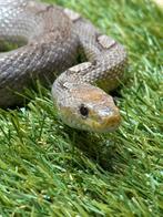 Korenslang van 2020, Granite Motley het Hypo, Dieren en Toebehoren, Slang, Tam, 3 tot 6 jaar