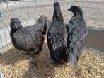 Ayam cemani trio, Dieren en Toebehoren, Pluimvee