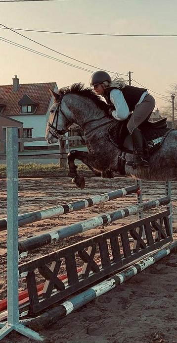 5 jarige spaanse Ruin beschikbaar voor biedingen