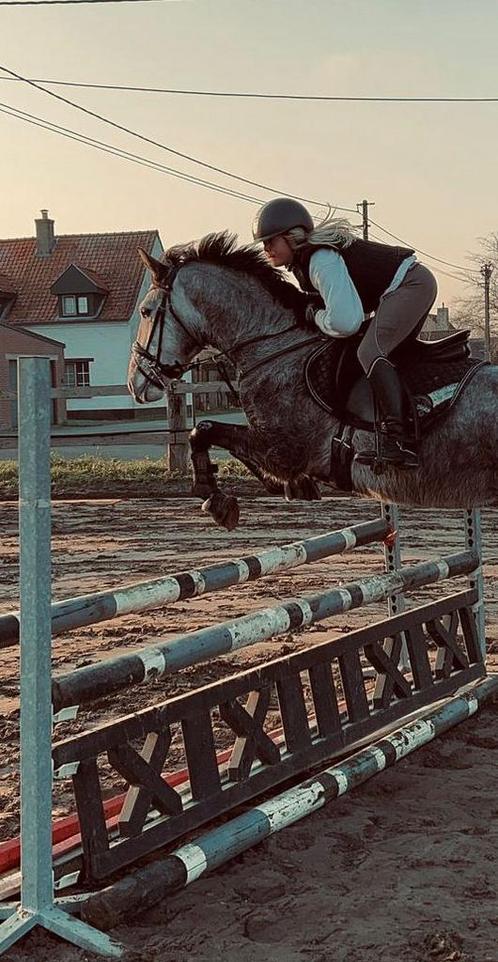 5 jarige spaanse Ruin, Dieren en Toebehoren, Paarden, Ruin, B, Minder dan 160 cm, 3 tot 6 jaar, Recreatiepaard, Gechipt, Ontwormd
