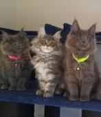 Maine coon xxl kittens met kampioen stamboom Russisch lijn, Vermifugé, Plusieurs animaux, 0 à 2 ans