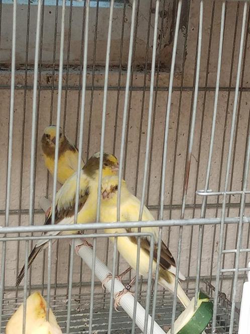 Canaris larguette espagnol, Dieren en Toebehoren, Vogels | Kanaries