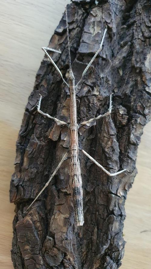 Verschillende soorten wandelende takken, Dieren en Toebehoren, Insecten en Spinnen, Wandelende tak