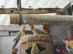 rosellas gold, Dieren en Toebehoren, Meerdere dieren, Parkiet